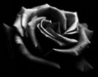 black rose,rose